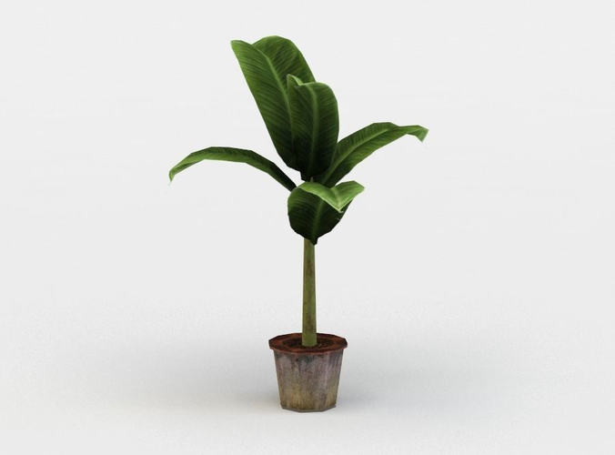 Banana Plant Low-poly 3D model