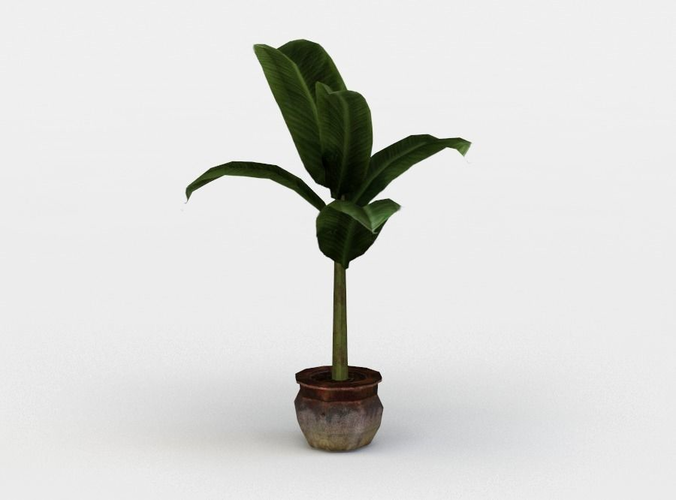 Banana Plant Low-poly 3D model