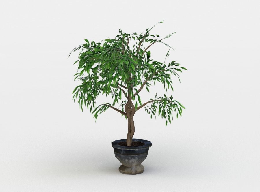 Ficus potted plant Low-poly 3D model_2