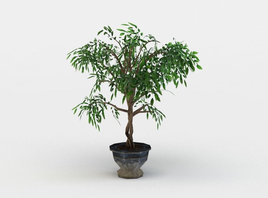 Ficus potted plant Low-poly 3D model_0