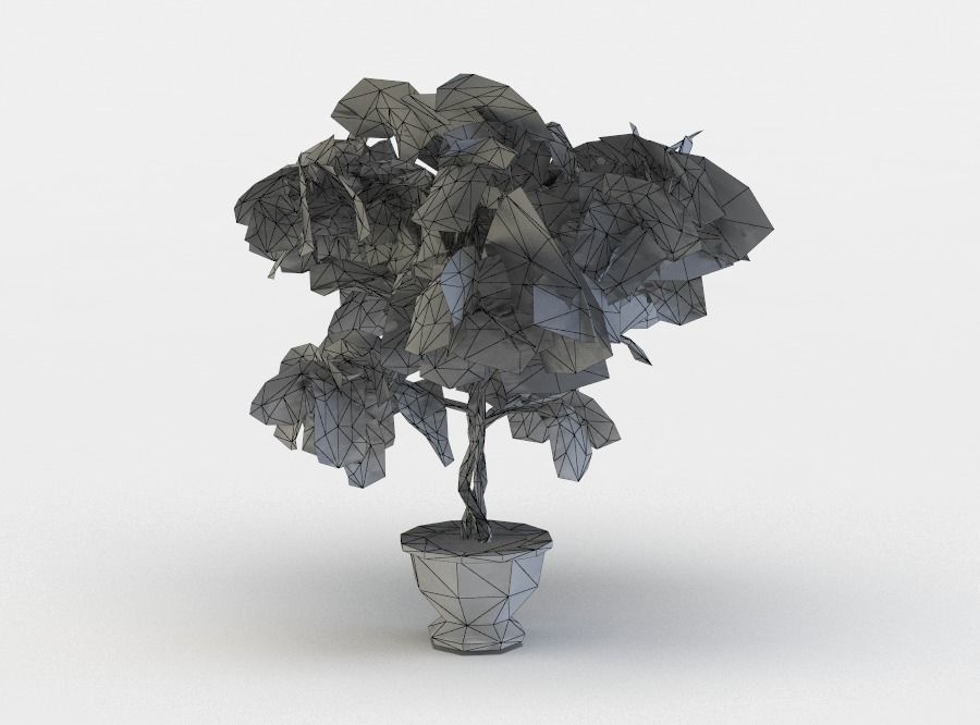 Ficus potted plant Low-poly 3D model_3