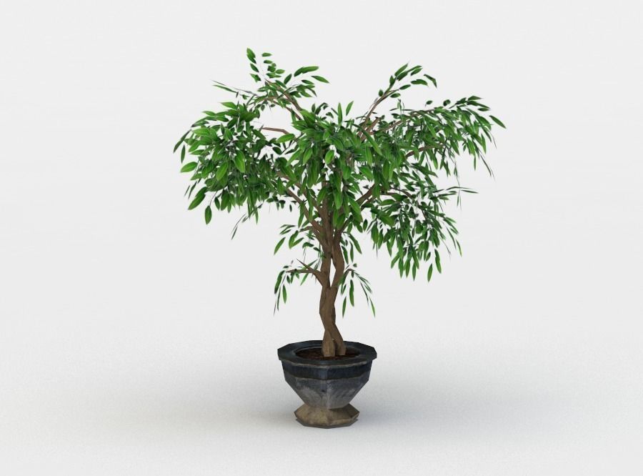 Ficus potted plant Low-poly 3D model_1