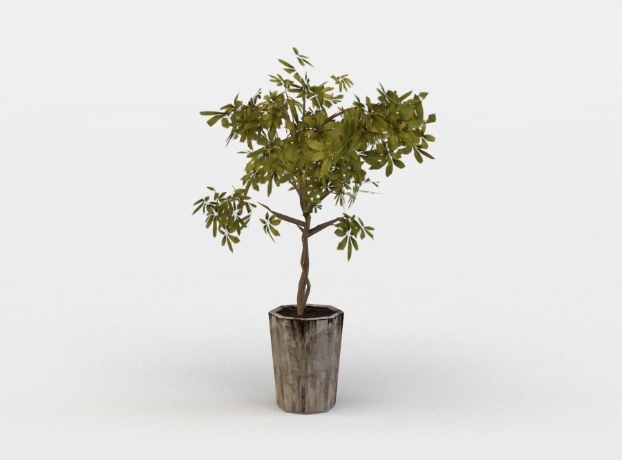 Pot ficus Low-poly 3D model_1