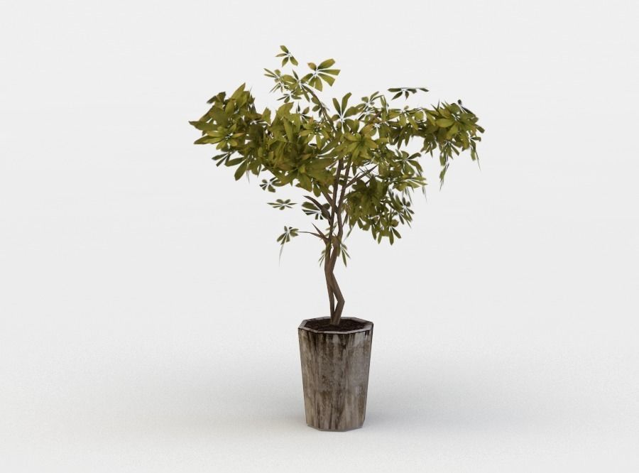 Pot ficus Low-poly 3D model_2
