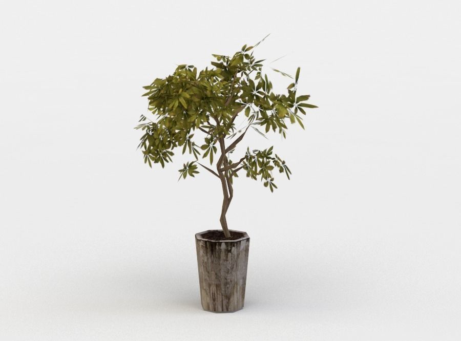 Pot ficus Low-poly 3D model_0