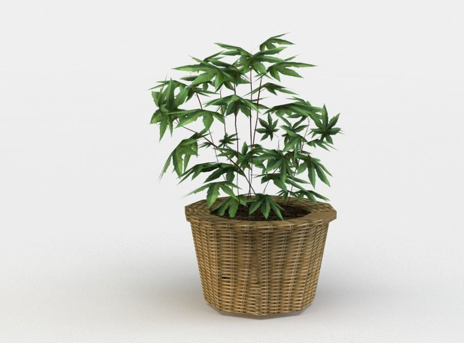 Pot flower