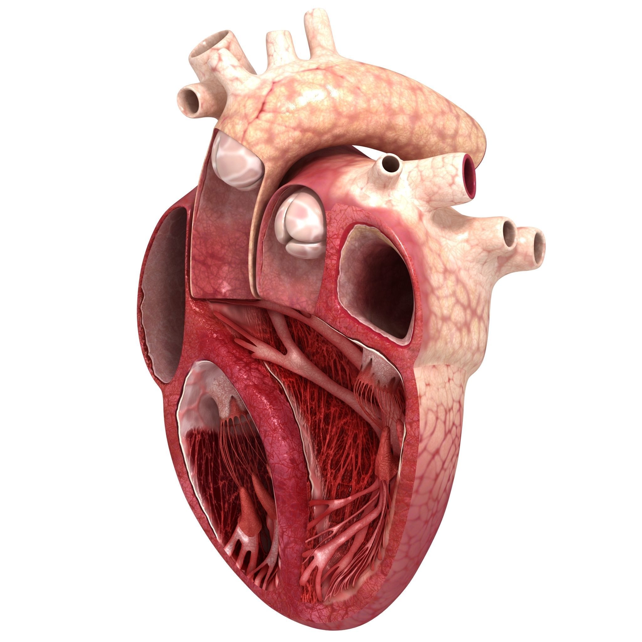 Human heart sector 3D model_5