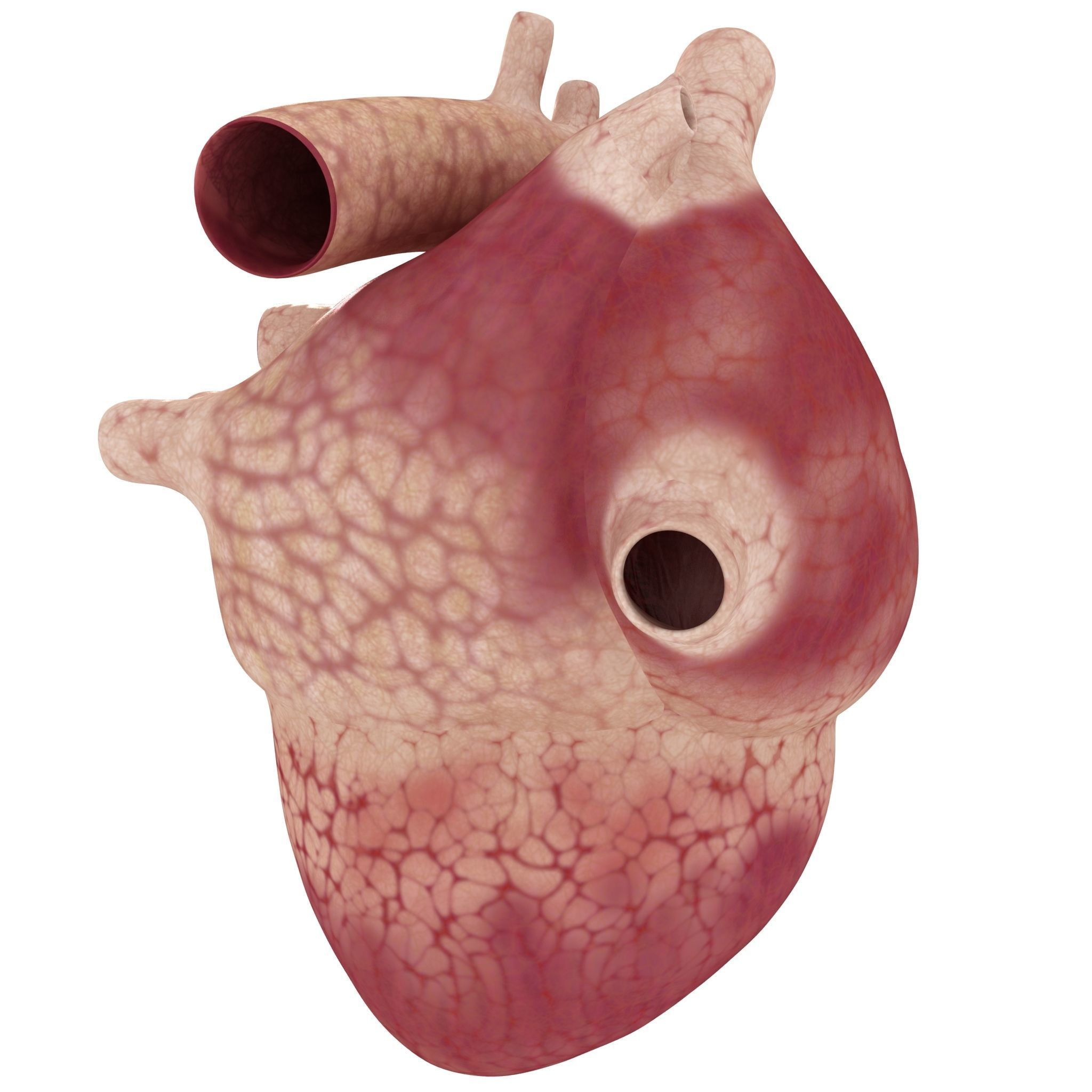 Human heart sector 3D model_4