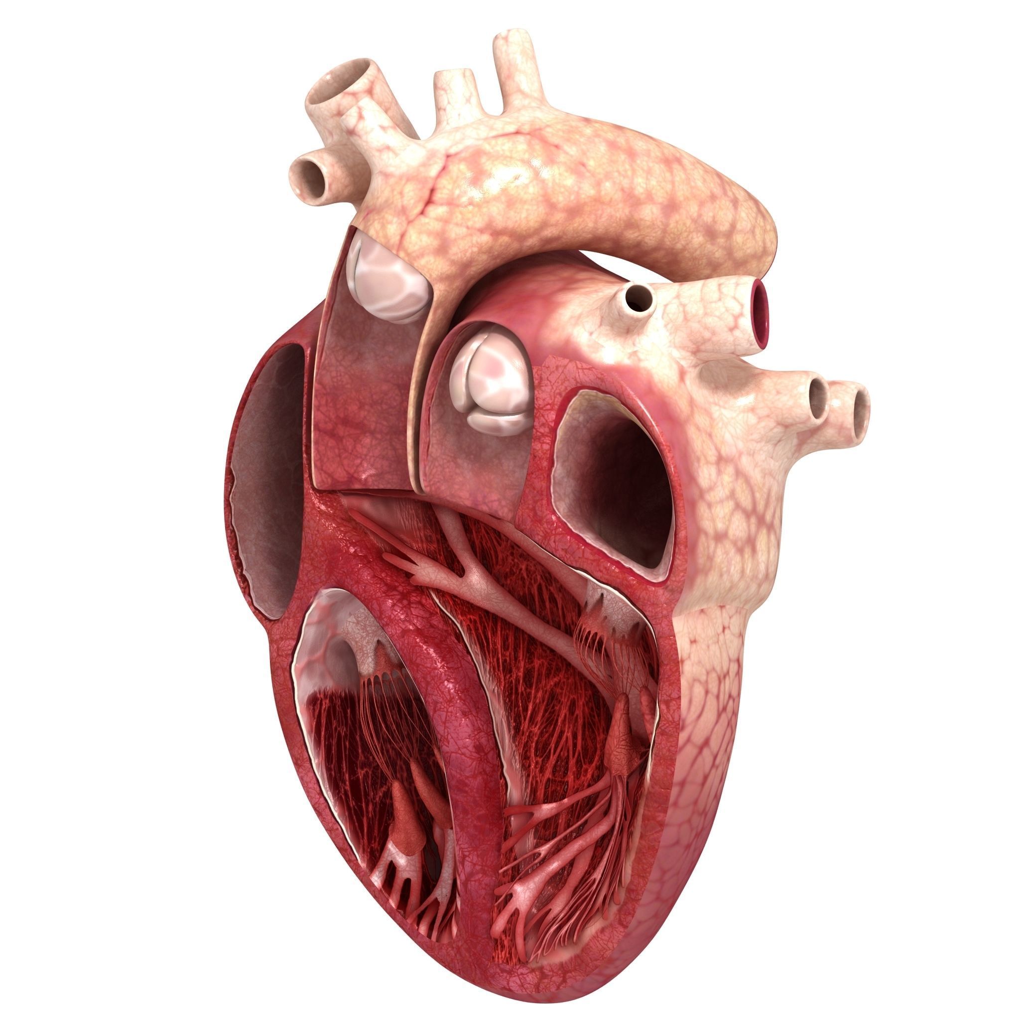 Human heart sector 3D model_3