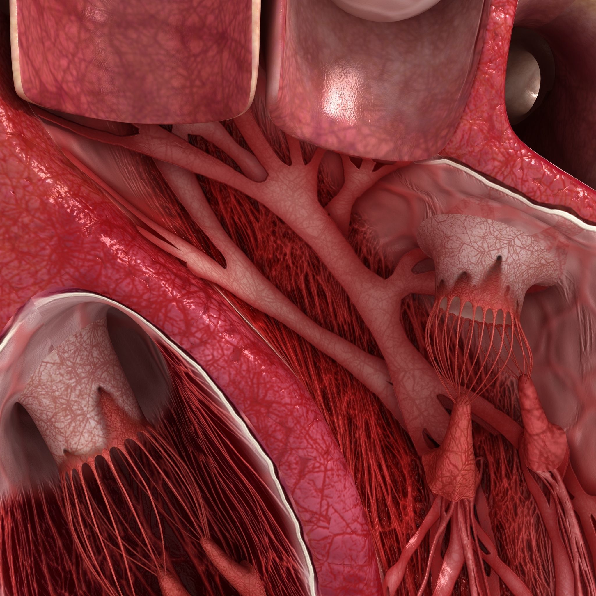 Human heart sector 3D model_2