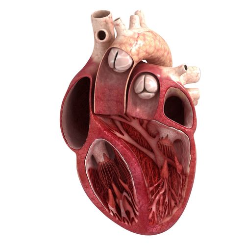 Human heart sector 3D model