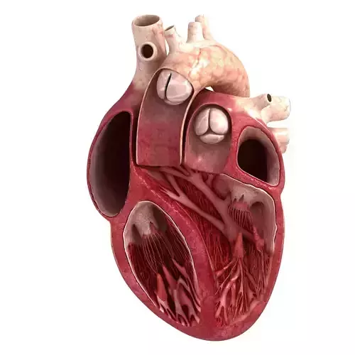 Human heart sector