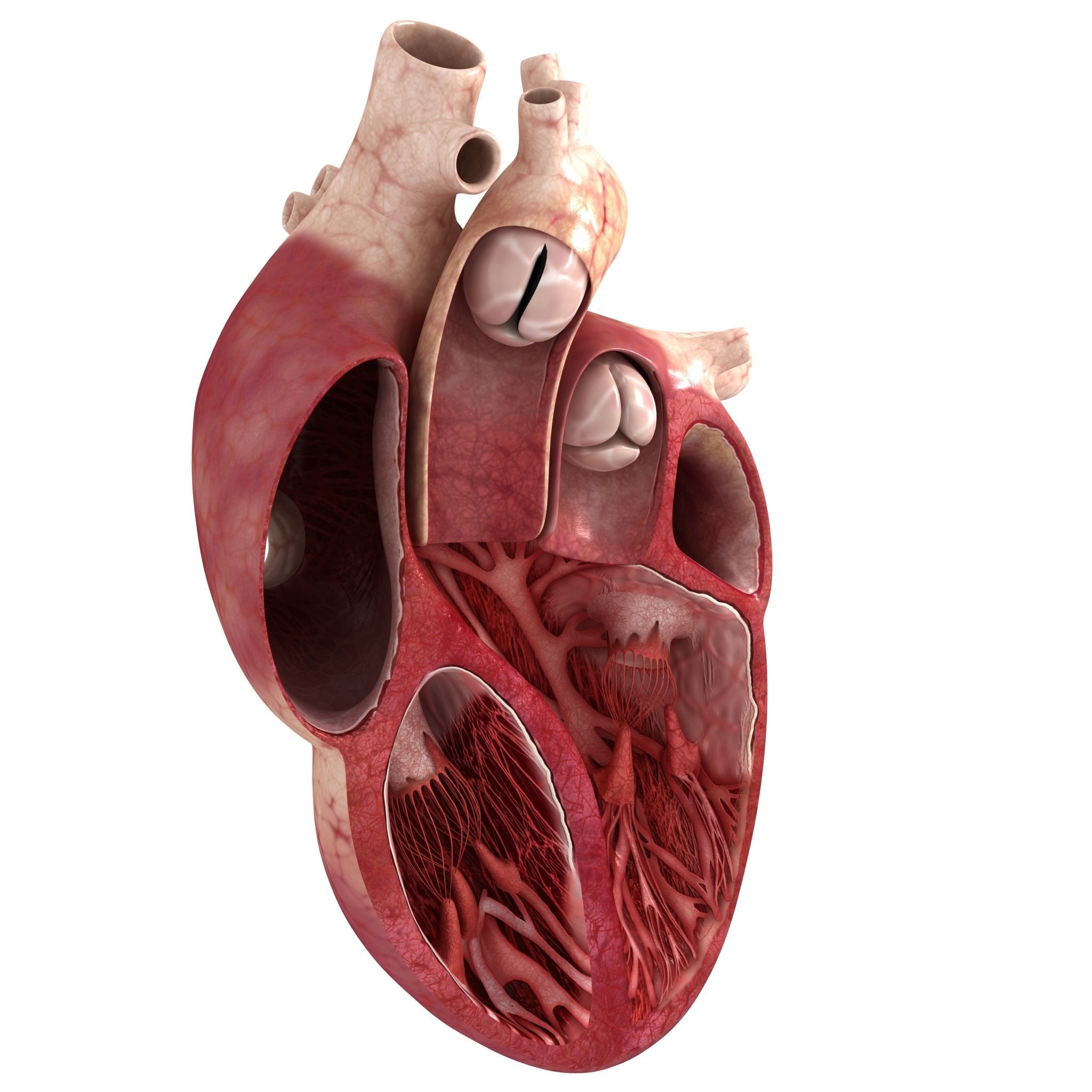 Human heart sector 3D model_1
