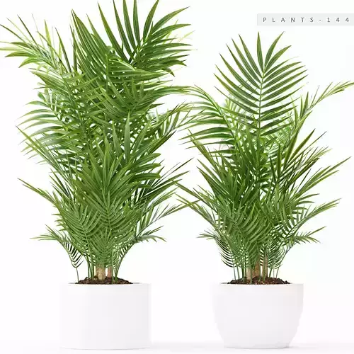 palm plant 144
