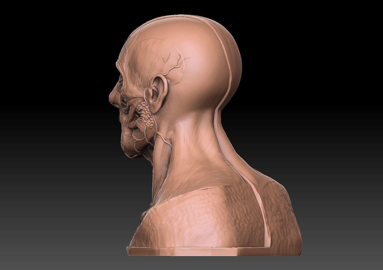  Human Head Artistic Anatomy  3D print model_7