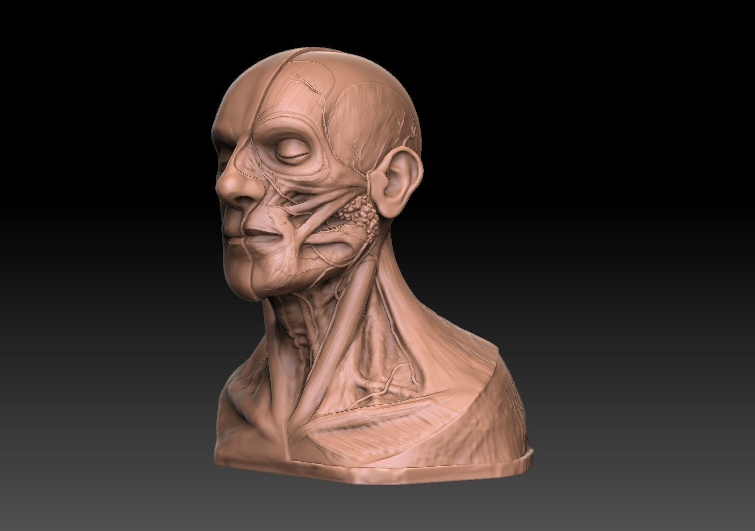  Human Head Artistic Anatomy  3D print model_1