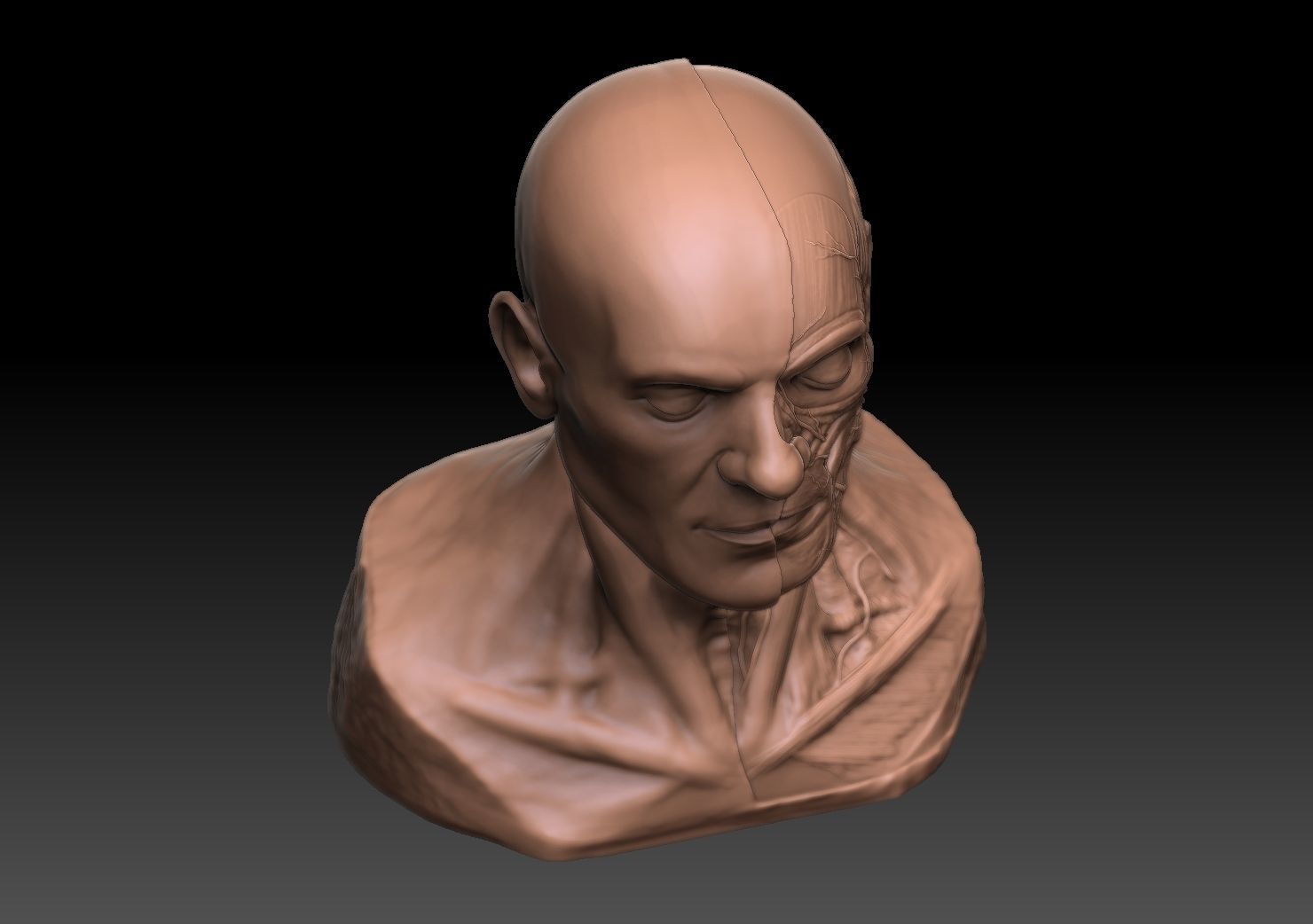  Human Head Artistic Anatomy  3D print model_6