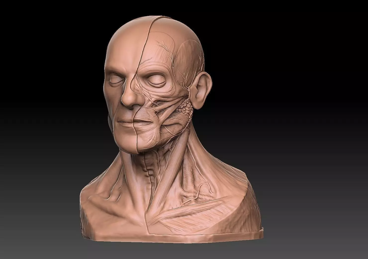  Human Head Artistic Anatomy  3D print model_0