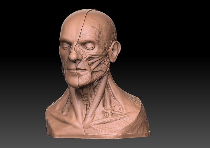  Human Head Artistic Anatomy  3D print model