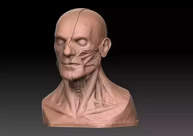  Human Head Artistic Anatomy  3D print model
