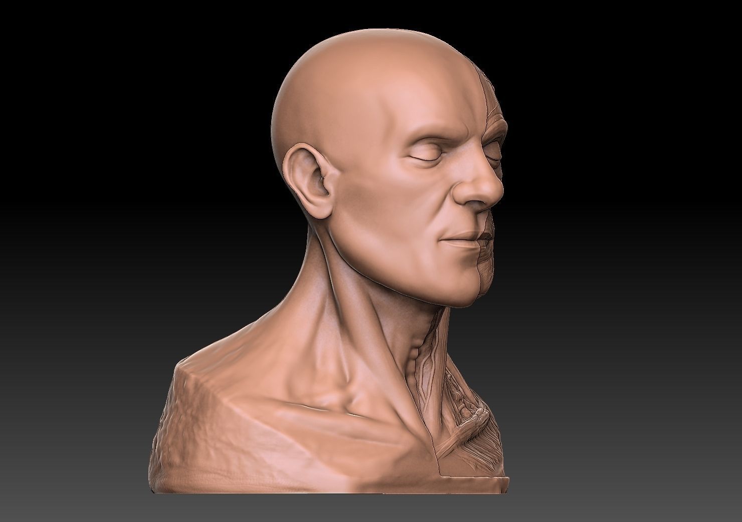  Human Head Artistic Anatomy  3D print model_4