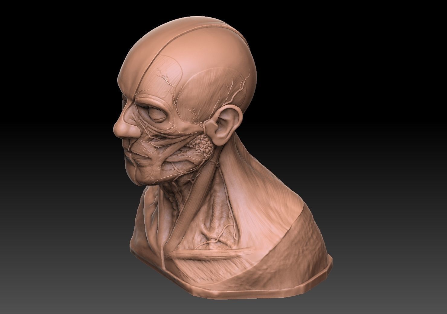  Human Head Artistic Anatomy  3D print model_2