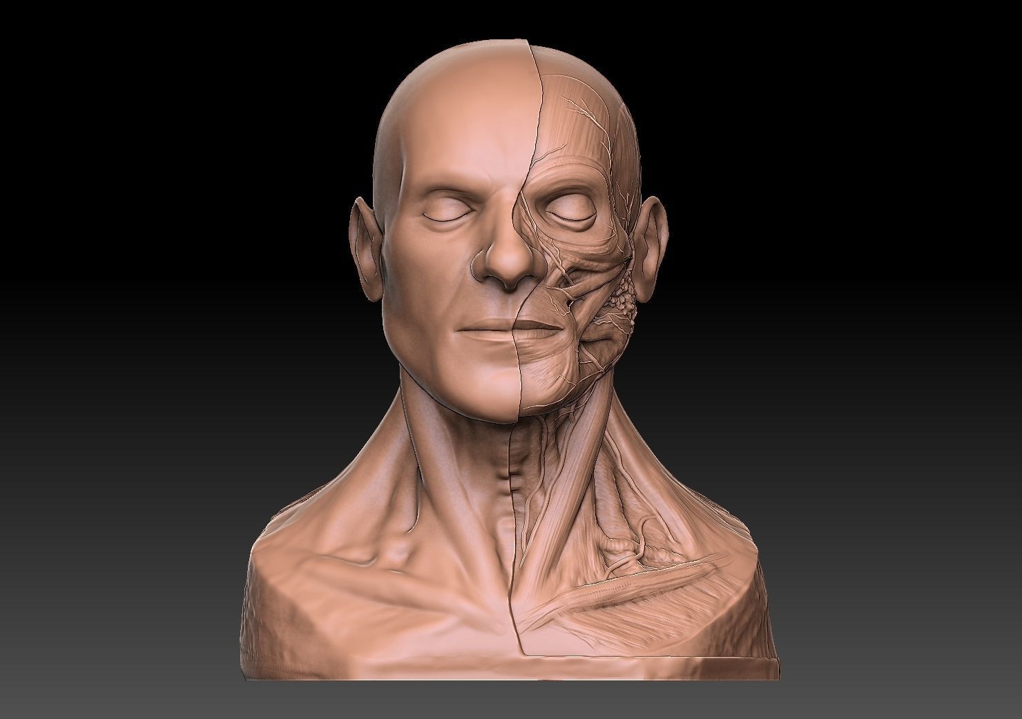  Human Head Artistic Anatomy  3D print model_5