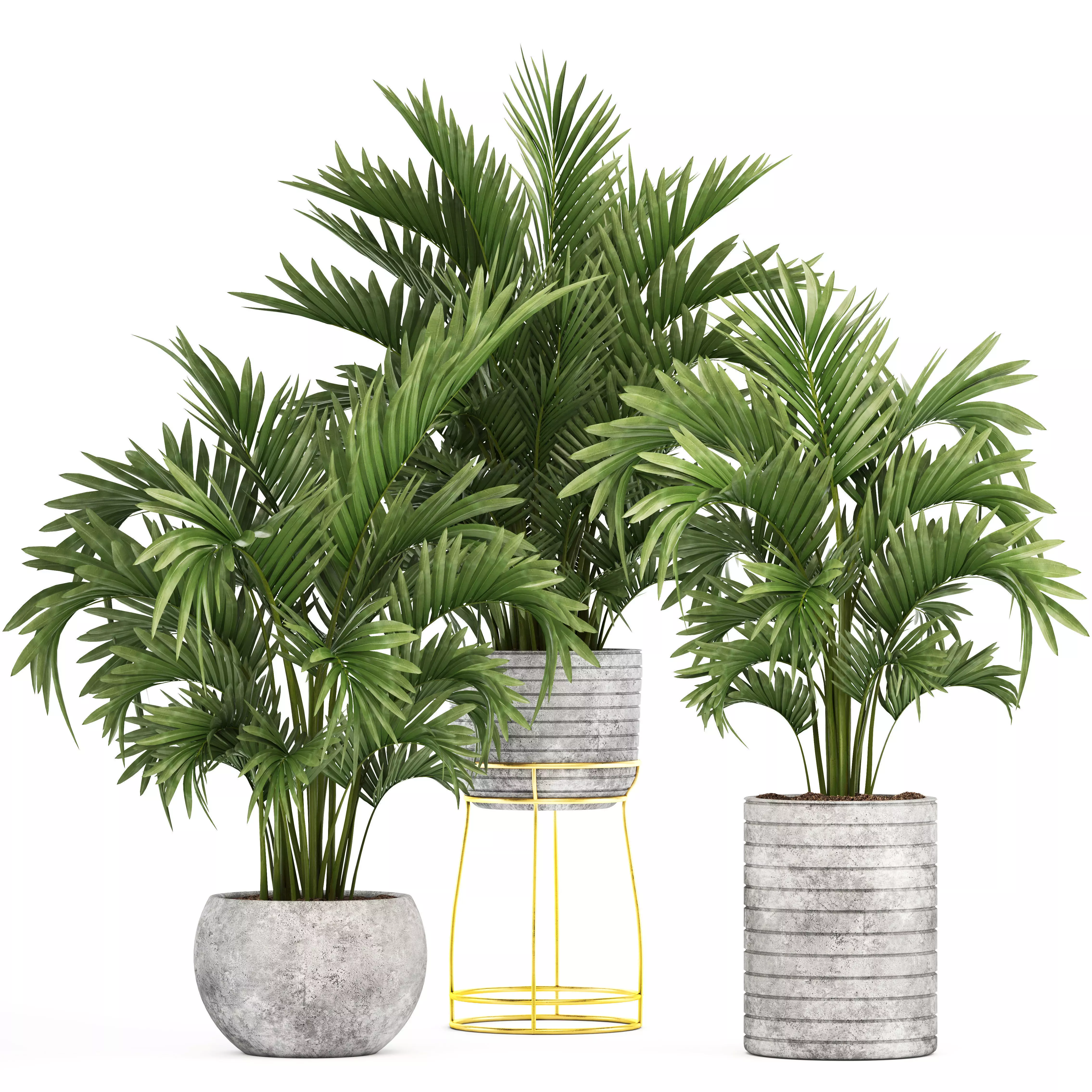 Howea Palms 3D model