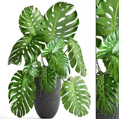 Monstera plant