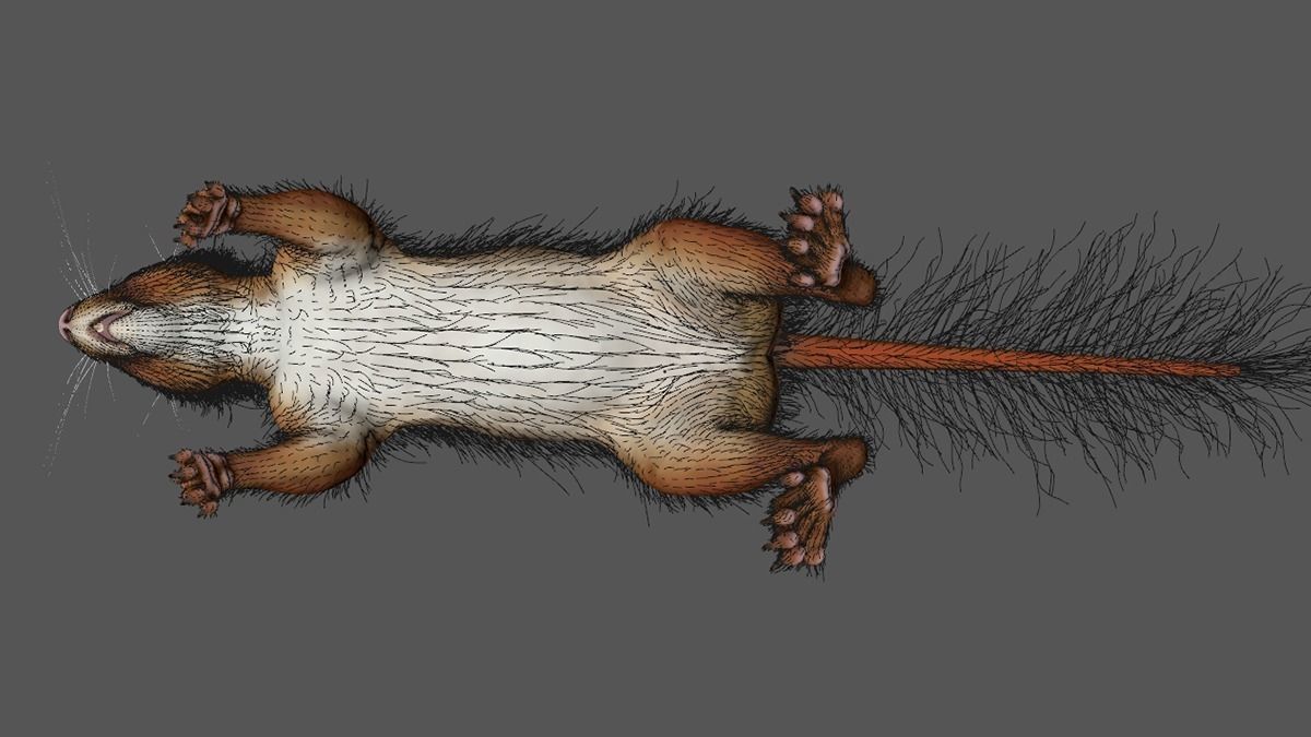 squirrel 3D model_5