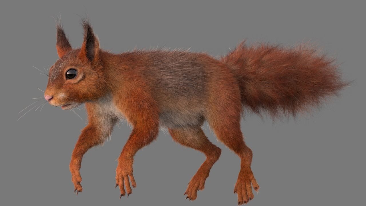 squirrel 3D model_2