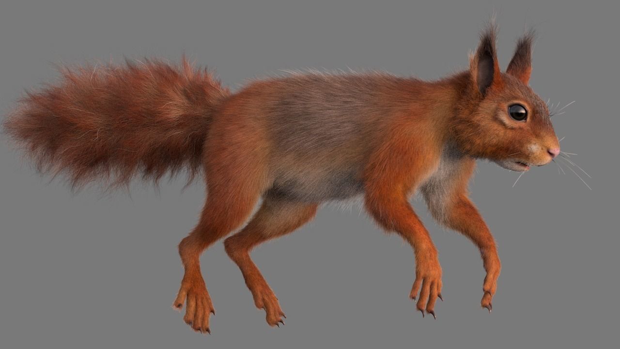 squirrel 3D model_1