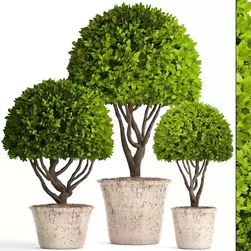 Topiary trees