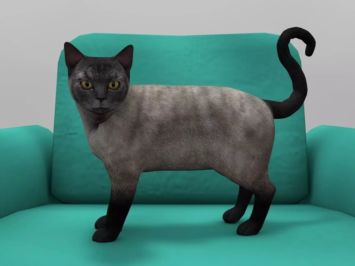 Burmese Cat Rigged Low-poly 3D model_0