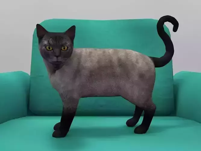 Burmese Cat Rigged Low-poly 3D model