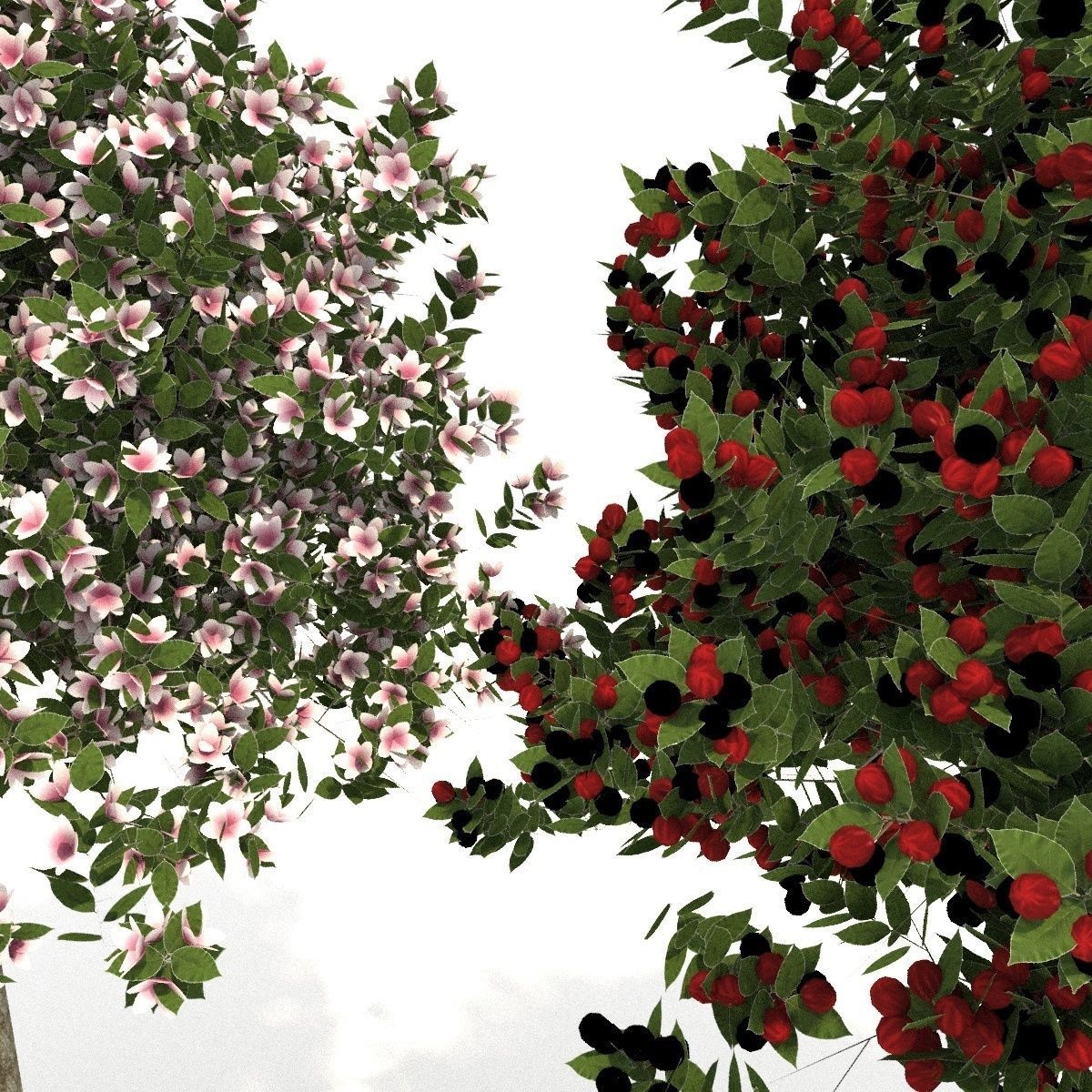 apple tree everest  3D model_1