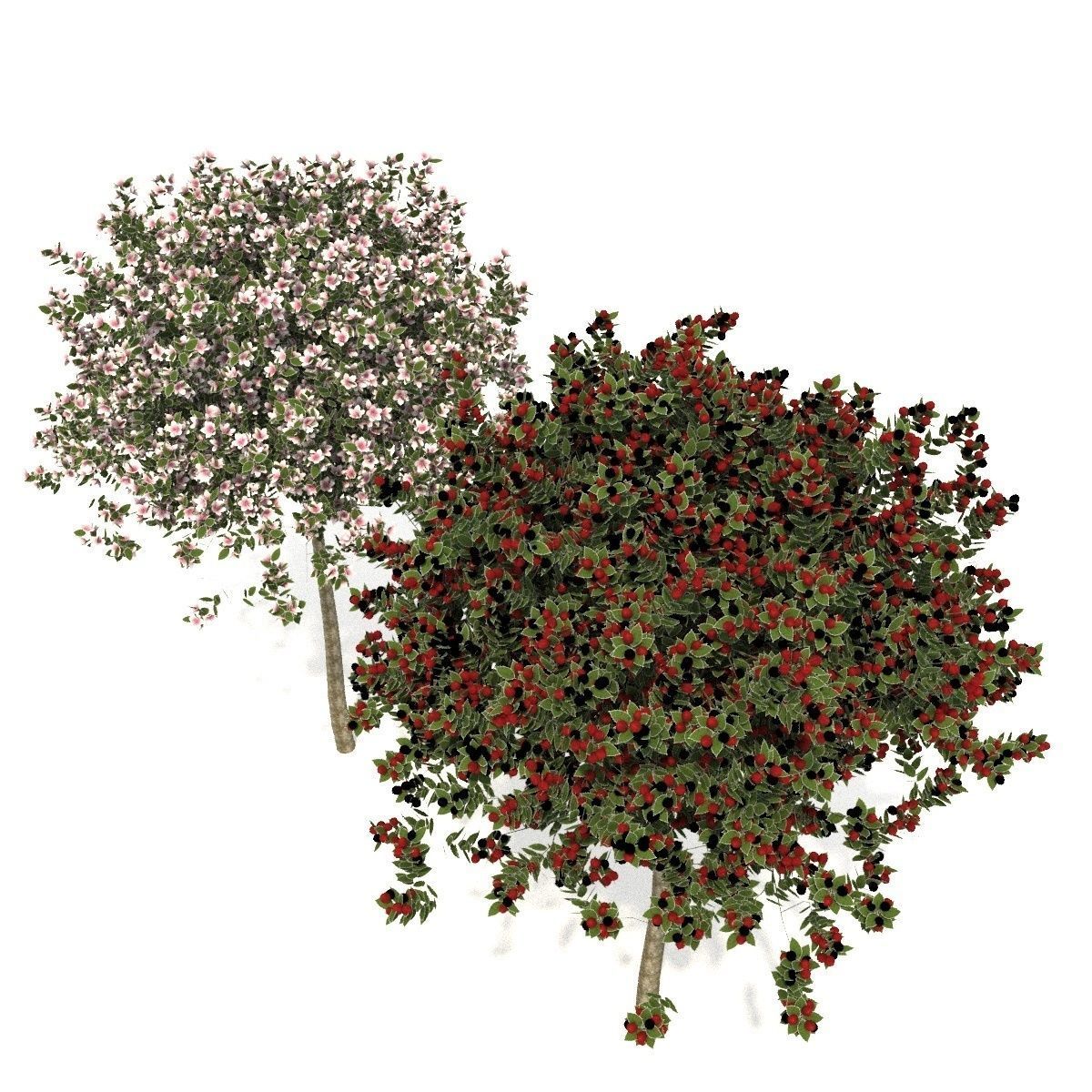 apple tree everest  3D model_5