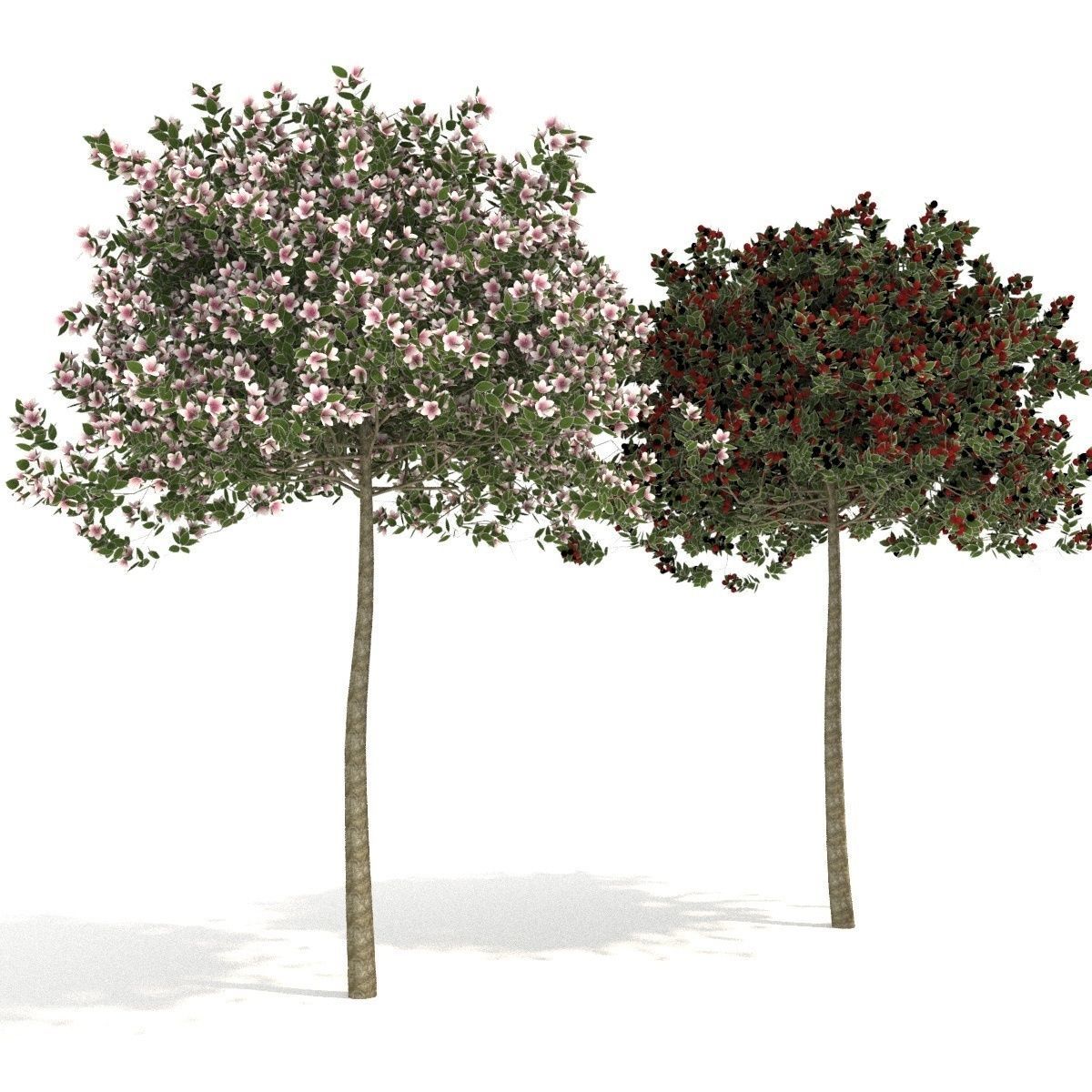 apple tree everest  3D model_2