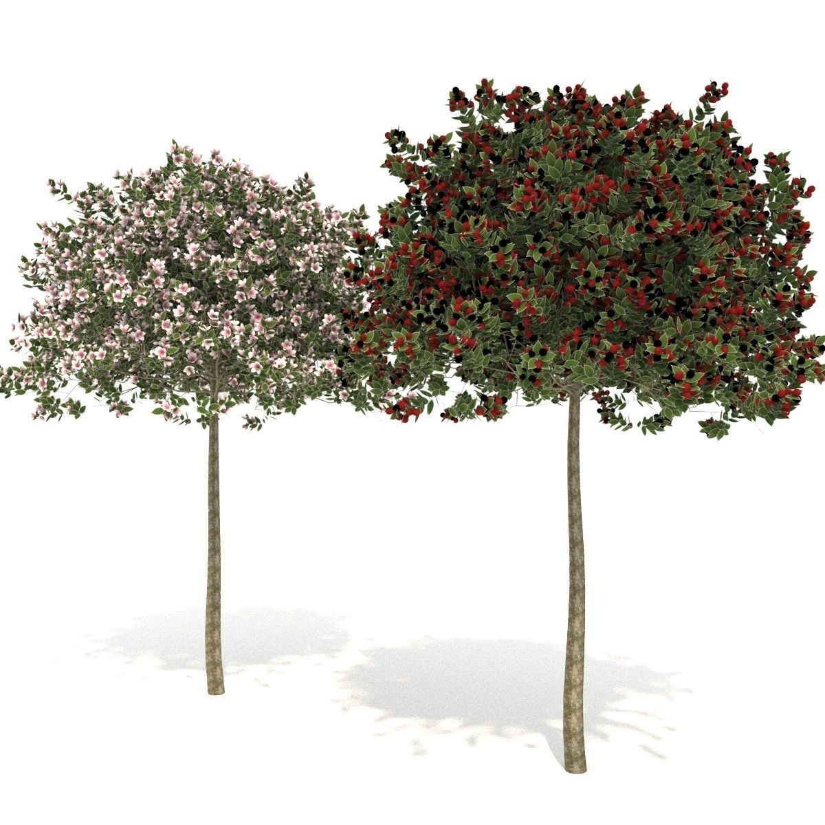 apple tree everest  3D model_3