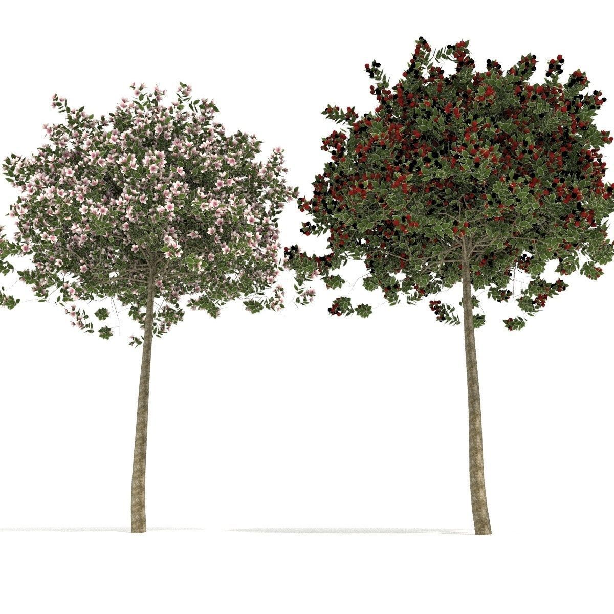 apple tree everest  3D model_4