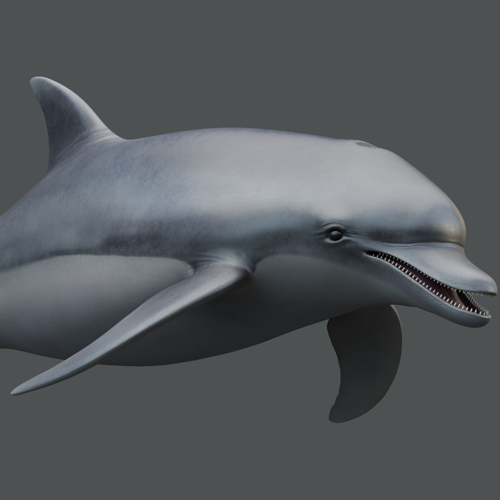 Dolphin Rigged Low-poly 3D model_12