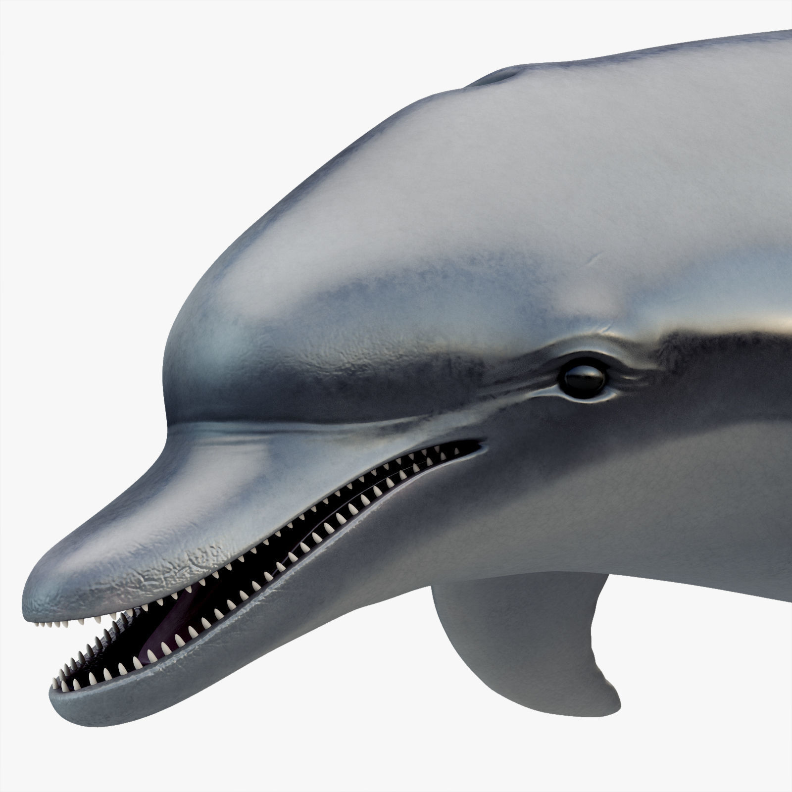 Dolphin Rigged Low-poly 3D model_2