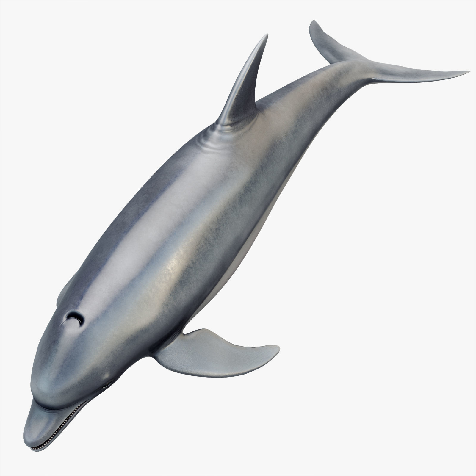 Dolphin Rigged Low-poly 3D model_6