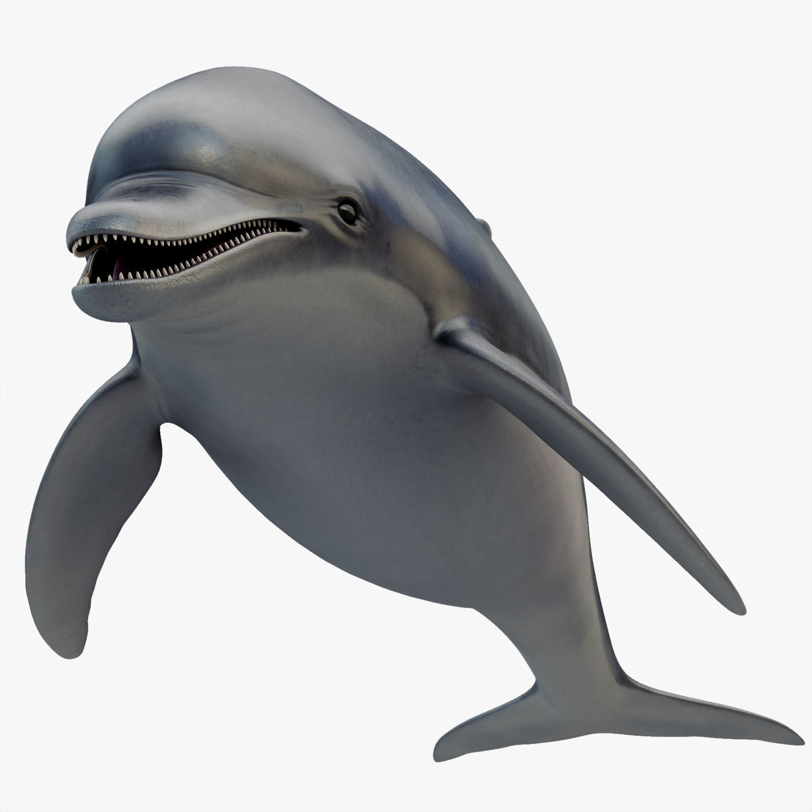 Dolphin Rigged Low-poly 3D model_7