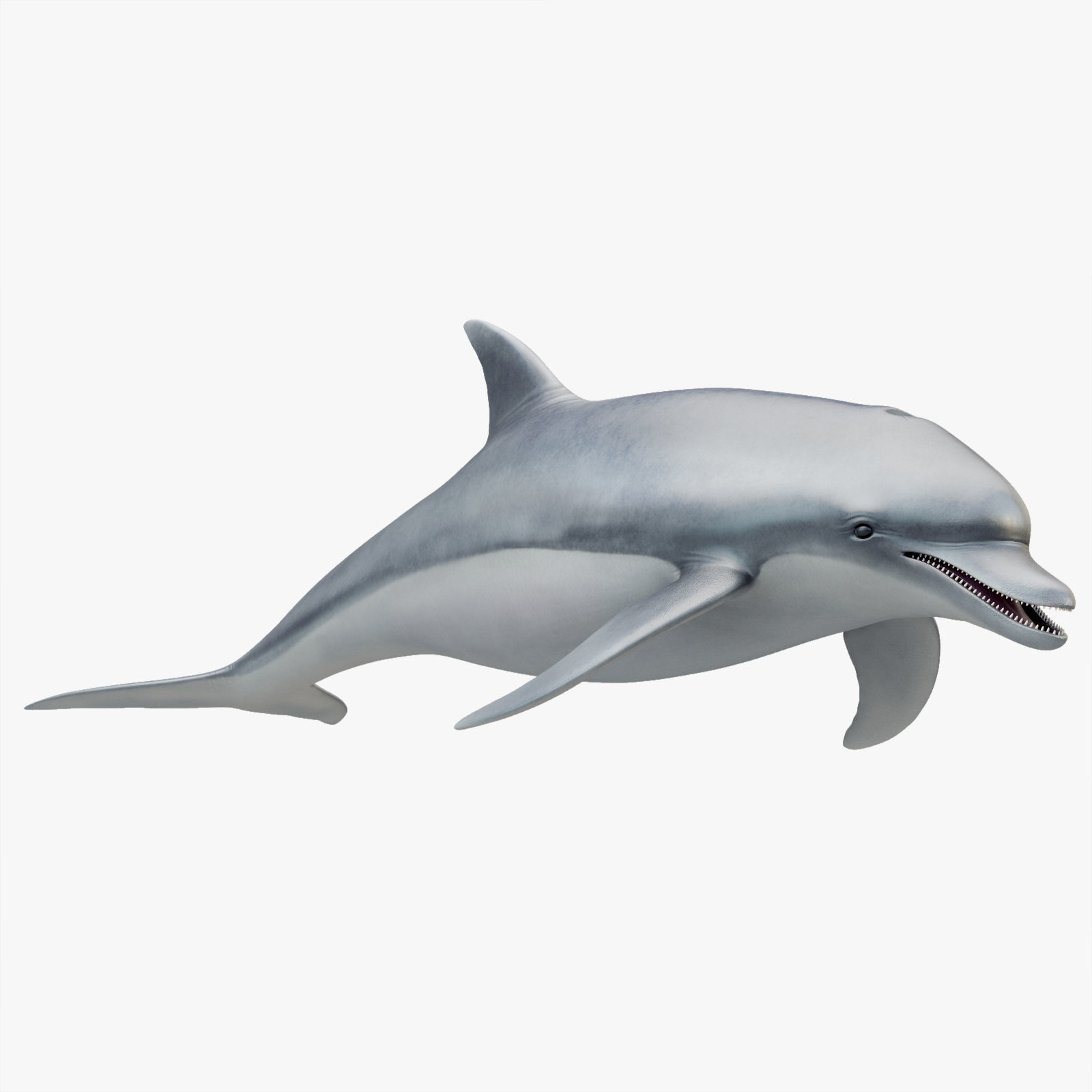 Dolphin Rigged Low-poly 3D model_13