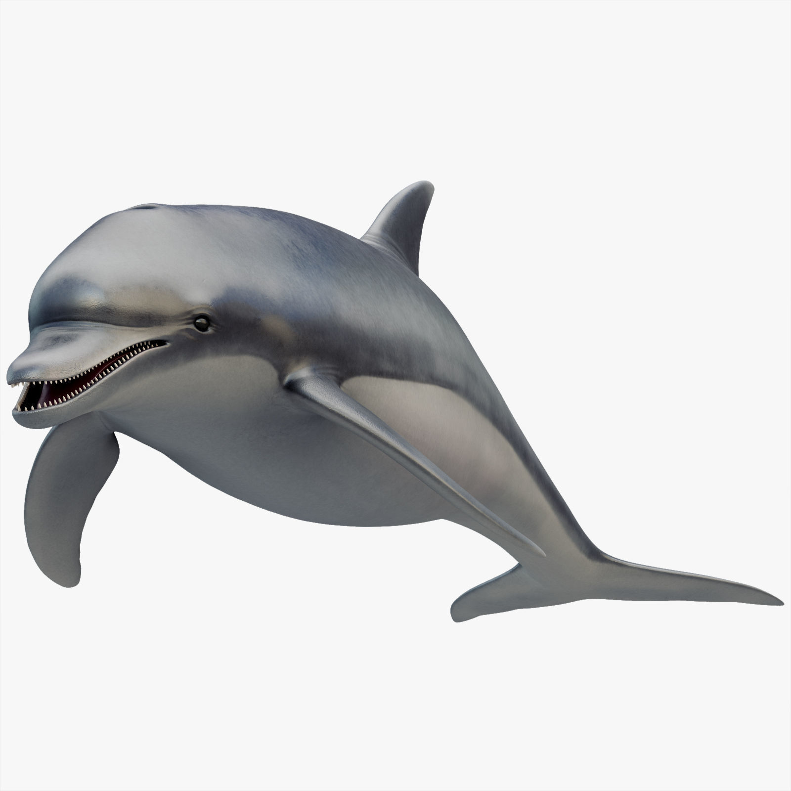 Dolphin Rigged Low-poly 3D model_10