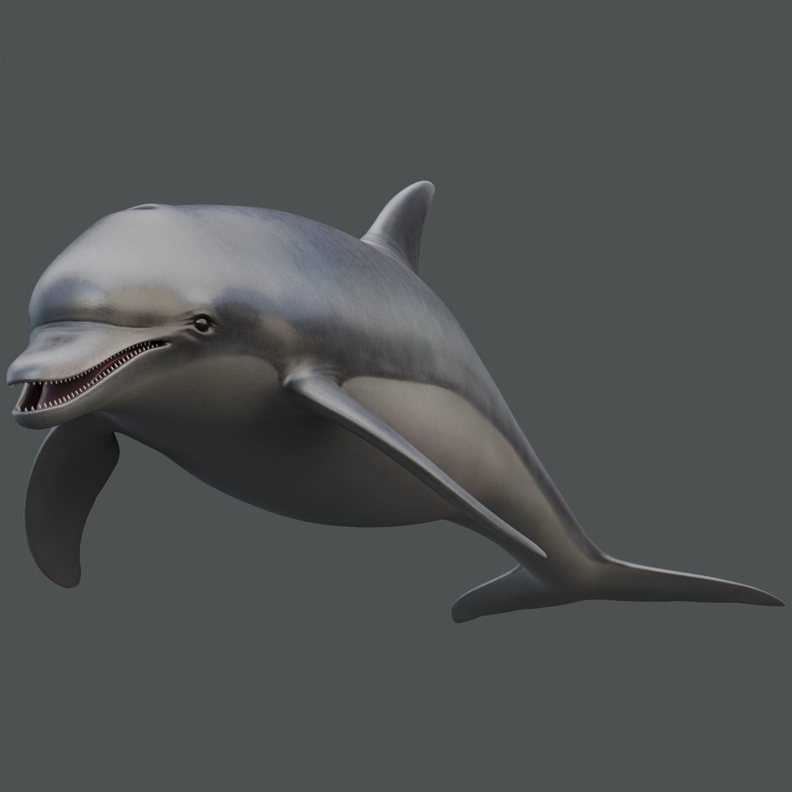 Dolphin Rigged Low-poly 3D model_1