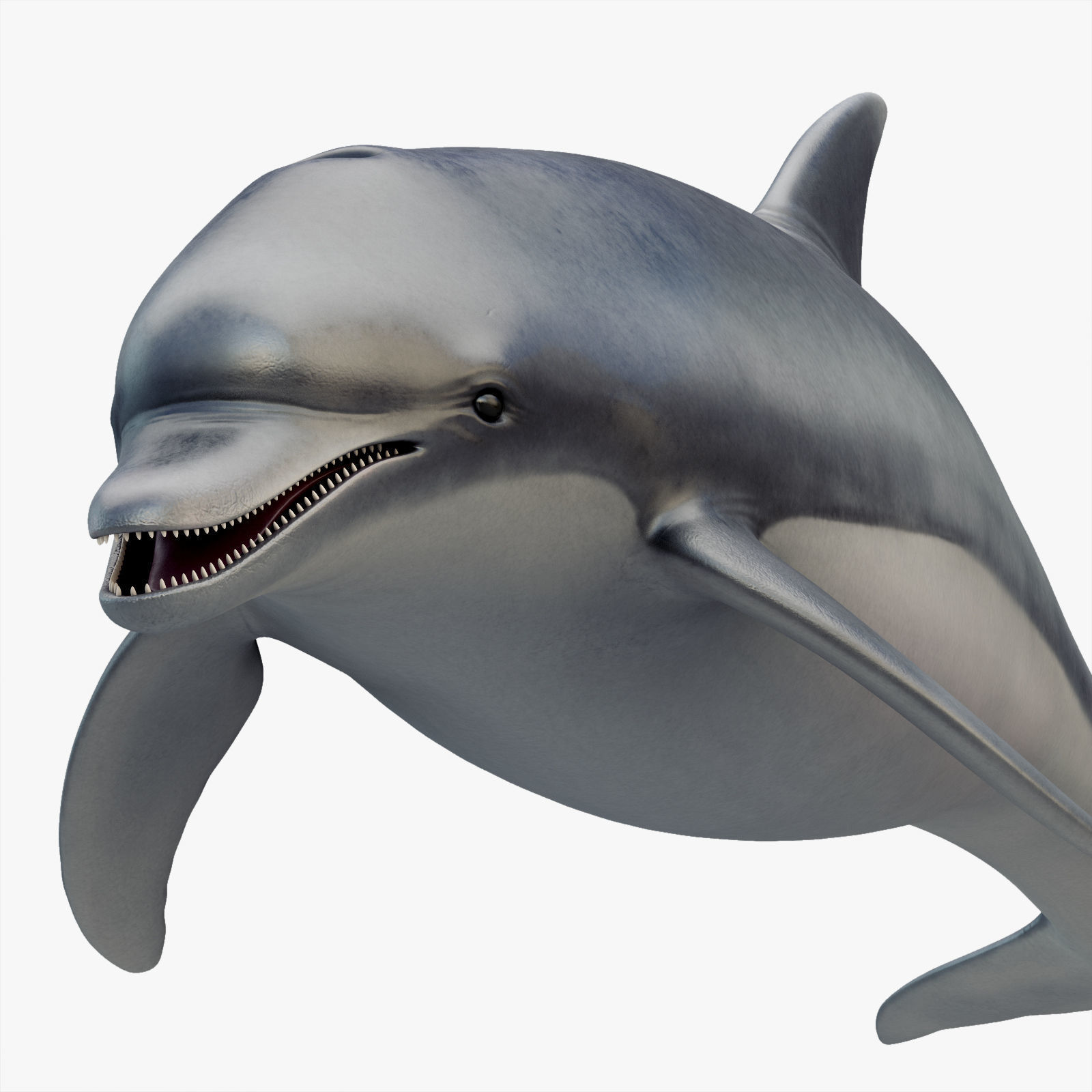 Dolphin Rigged Low-poly 3D model_9