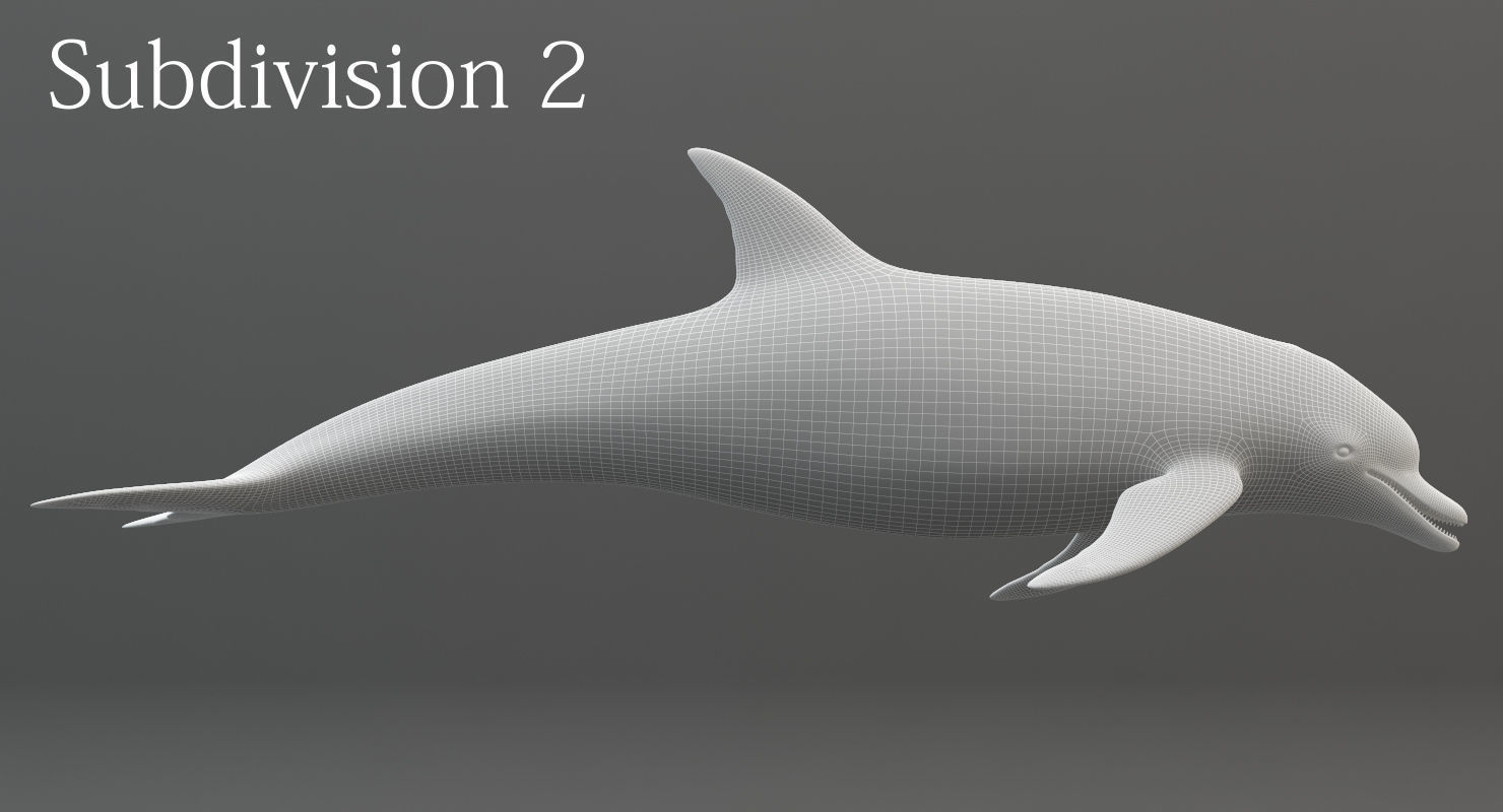 Dolphin Rigged Low-poly 3D model_20