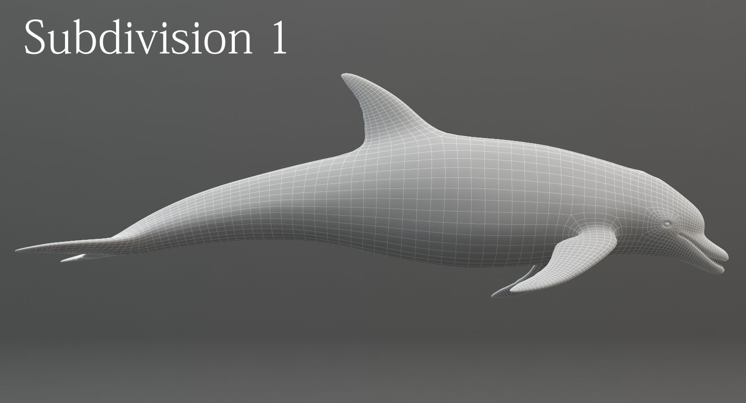 Dolphin Rigged Low-poly 3D model_17